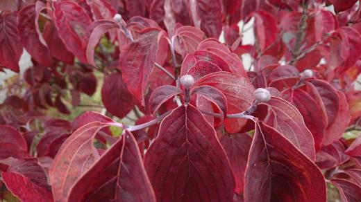 庭のハナミズキが紅く色づき来年の花芽が大きく膨らむようについています 花木類は秋に花芽を付け翌年の開花の準備を始めます 桜の花芽ももう付いています 花木類は静かに冬を過ごし暖かくなると一気に花をさかせてくれる自然界の摂理です まだ雪も降らないのにもう来春の花を待ち望んでいるのです /