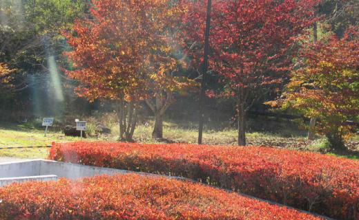 真っ赤に紅葉したドウタンに降り注ぐ秋の柔らかな陽の光 斜めに指す光がなんともいえずこれが秋の代表的な風景の一つではと思わずカメラにおさめました 暖かい陽ざしもあとわずかですので惜しんで楽しみと身体いっぱいに陽光をあびてきました/