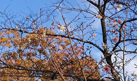 先週末はかなり寒かったのですが暖かくなったからでしょうか「十月桜」との表示プレートのそばに桜が咲いていました 秋から冬にかけて咲く四季桜とか冬桜といった何種類の桜のうちの一つだそうです 黄色に色づいた木と桜の花の不思議なコラボレーションです 先日ある新聞で愛知県豊田市で秋に一面に咲く桜が紹介されていました 咲くんですね秋に桜が/