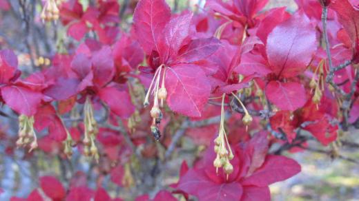 ドウタンツツジの仲間の「アブラツツジ」が紅く色づき果実が垂れ下がってついていました 5〜6月に咲く花はドウタンと似ているが花の茎が2〜3cmの長さで垂れ下がっているそうです これが秋になると垂れ下がった実になるようです 秋の紅葉はひときわ美しく陽ざしによっては蛍光色のように見えることもあるそうです 観てみたいです/