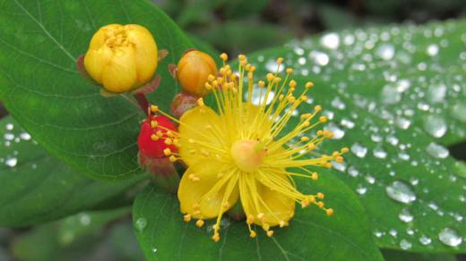 昨夜の雨に濡れた庭の花木が長いおしべをつけた黄色の花が今頃も咲き赤い実をつけています 暖かさに誘われたのか新しい枝先にい黄色の花を咲かせその花が紅い実となりました ネットで「ピペリカム」とヒットしました ラテン簿名で日本原産のものをオトギリソウといい輸入されたものと区別しているそうです 本当にピペリカムでしょうか/