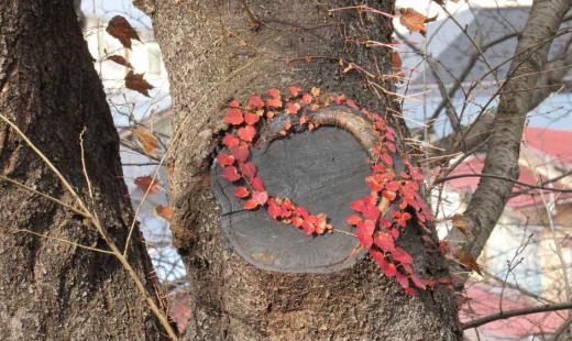 枝を切り落とした株の上にハート型の紅葉したツタ 仲睦ましく写真を撮り合う若いカップルもほほえましく思わず写真を撮ってしまいました 昨日は秋とは思えない気温で何枚も撮った写真の一枚です  晩秋の風景は寂しい季節ですがどこかほっとする風景にたくさん出会えた日でした 今朝は寒い一日となりそうで雪も降りそうだとか 冬支度はおすみですか/
