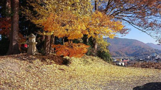 一面にイチョウの葉が落ちて黄色の絨毯を敷き詰めた地面の上には イチョウとモミジのコラボレーションするように黄色の葉が輝いていました これは一昨日の地域の神社の境内の風景で今はもう見れないのかもしれない/