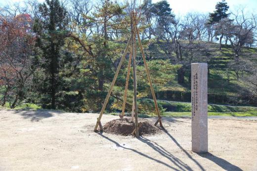 烏帽子山公園を訪れるお客様を迎えるように公園の登り口に「ウエルカム桜」と表記された石柱がありました そのそばには10数本の桜が植栽されていました とあるところから寄贈されたとのことで来年は咲くのでしょうか 公園を訪れた時に桜を愛でることができるのは何時になるのでしょうか/