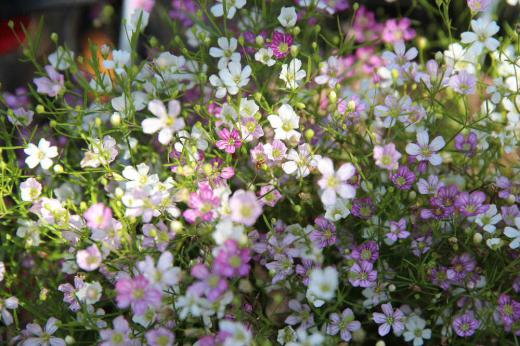 初夏から咲いていた花から採った種を育てた「カスミソウ」が先日の降雪の後今も花を咲かせてくれています 小さな白とピンクの花がいっぱい咲いています 色も少しくすんでいますが玄関先を彩ってくれています 咲いている花が少なくなり撮影できる花を探すのに一苦労です/