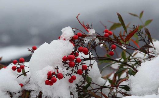 今朝はぼた雪と呼ばれる4、5センチはあろうかと思われる大きな湯が降っています 師走も半ばとなりいよいよ本格的な冬が到来しました 師走を彩る花の一つに「ナンテン」があります 隣の家の庭に真っ赤な「ナンテン」の実が輝くように実り雪を被っている姿を写真に撮らせてもらいました 正月に飾る縁起のよい木ですが雪囲いされてしまいその囲いからはみ出しているナンテンがかわいそうなくらいです/