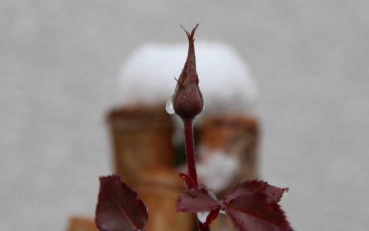 大雪も心配されましたがたいした積雪にならずにすんでホッとしています 冷たい雨にうたれたバラのツボミですが今年はもう花がさくことはないだろうけど最後の頑張りで花を咲かせてくれないでしょうか/