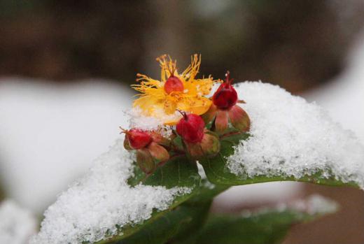 サラッと降った雪がのっかった庭のキンシバイがまだ咲いています  いくつかの花が咲き今頃まで花が見られほっとします 雪も降らず例年より穏やかな気候でしょうか 昨日のニュースで西川町の志津温泉の映像がながれました 何と積雪が1m74cmと背丈を超える雪に驚いてしましいました いま庭にはほとんど雪がありません このままお正月を迎えられればと願っていますが無理でしょうね /