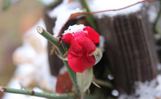 雪の中でまだ真っ赤なバラがさいています こんな年も珍しいのでしょうか 先日我が家の光ケーブルが2度もネズミにかじられテレビが見れなくなりネットにもつながらないという事故がありました エアコンの室外機と本体をつなぐケーブルのカバーに入り込んでそこを通っているケーブルをかじったようです 業者も今年はそちこちでありますとのことですがネズミも雪がないので大暴れしているのでしょうか/