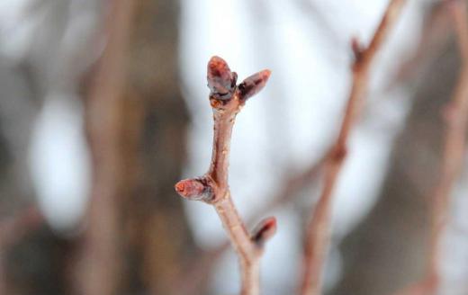 朝からチラチラと雪が舞っていますが今朝の写真はまだまだ固い桜の冬芽です 散歩に出かけ道路そばの桜の冬芽が寒そうに肩をすぼめているようです これから冬を迎えるのでまだまだ固く閉じていますが芽の中では少〜しずつ動いているのでしょうか 今日から来週始めにかけてまた雪が降りそうです 桜の冬芽も一休みです/