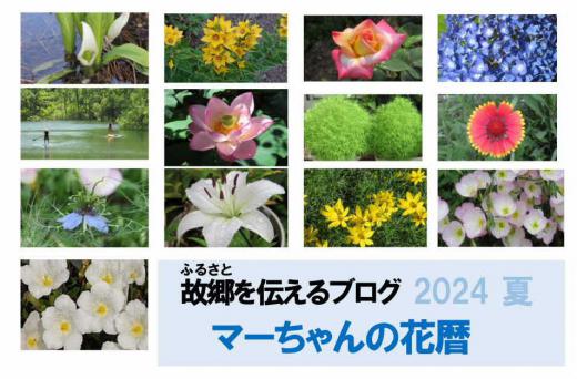 今年の夏はこれまで体験した暑さで最高だったのでは思い出しています 猛暑から酷暑ともいわれた今年の夏は野菜や草花の生育もままならず人も草花もあえぎあえぎ過ごしました 2024夏の花です/