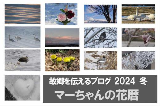 今年もあと1日 ブログも最後の1ページとなりました 今年の冬は暖冬で厳しい冬の風景をお届けできず雪が少なく白鳥やカモなどの鳥たちを追いかけてしまいました 地震や大雨 猛暑などの自然の猛威や事件等様々ありましたが今年も終わります 来年は良い年でありますように/