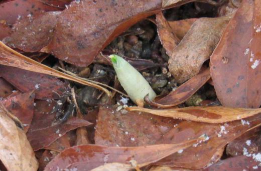 庭にはほとんど雪がなく穏やかな年始となりました 庭のすみに植えてあるクロッカスが芽をだしています 我が家で一番最初に開花する花で春を告げる花です これから雪がふる雪に埋もれながら春を待ち雪解けとともに開花します もう少し時間がかかりそうです開花するまで/