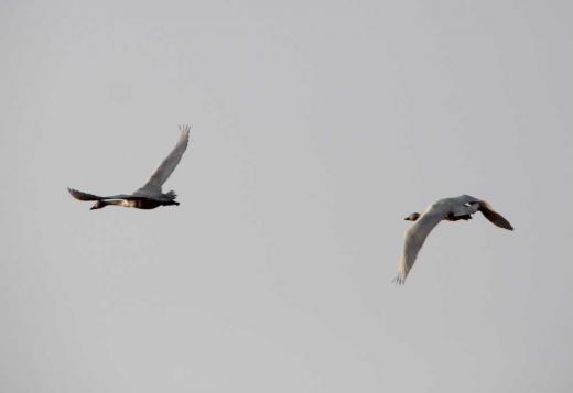 散歩していると突然白鳥のクワークワーという鳴き声がどこからともなくきこえてきました 思わずシャッターを切った1枚です 日中精一杯餌をついばみねぐらに帰るのでしょうか 毎年白鳥が来ている土場橋付近は吉野川改修工事で一羽もきていません 今年はどこにいるのでしょうか/
