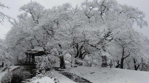真っ白な花が満開に咲いたような今朝の1枚です 今朝の雪は湿り気の多い重たい雪で烏帽子山公園の桜の枝にも花が咲いたように雪が付いて真っ白な水墨画のようです 誰もいない静かな公園ですが桜が一面に咲いたような風景で春の桜の季節のざわめきが聞こえてきそうです 気温が上がるとまもなく花びらがひらひらと散るようにではなくボタボタと枝から落ちるのでしょうか/