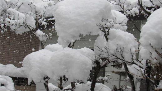 昨日から猛烈な雪が降りました ようやく青空が見えて陽もさしてきました 今朝も50cmほどの雪が積もり雪かきに四苦八苦の1日のスタートになりました 雪は峠を越したのかなと思いますがまだ1月です これからですね雪は/