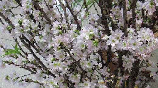 啓翁桜を見てきました 山形県は全国有数の啓翁桜の産地であり特に置賜地方は主産地の一つです とある場所に啓翁桜が飾ってあり満開でした きっと暖かい場所で咲かせたのでしょうが寒い外から入るとポッカっとする暖かさときれいに桜に心も癒されます 淡いピンクの桜を見ると早く春が来ないかな春を待ちわびる気持ちになります 外はまだ寒い冬です/
