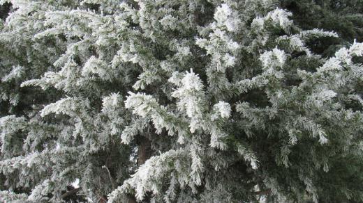 真っ白な霧氷 氷点下10度近くまで下がった寒い大寒の一昨日 木々に花が咲いたように霧氷ついていて寒さを物語る風景となりました 触ると木々の枝や針葉樹の葉が砕けるのではないかと思わせるように凍っていました まさに大寒の朝でした /
