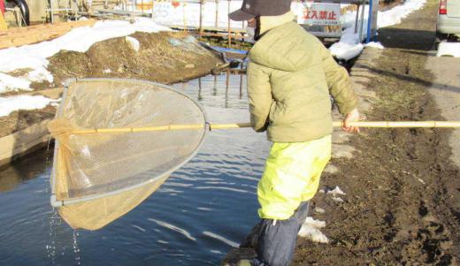 白竜湖から流れる水路で網を使って魚取りをしている小学生とその祖父母の方と出会いました バケツには小さな魚((オイカワと言っていました ハヤのこと)がたくさん入っていました 週末になるといつも釣りをしたり魚取りをしているのだそうです 真冬の暖かい陽ざしの中でおじちゃんおばあちゃんと孫が楽しそうに魚取りをしている様子にとても温かなになりました /