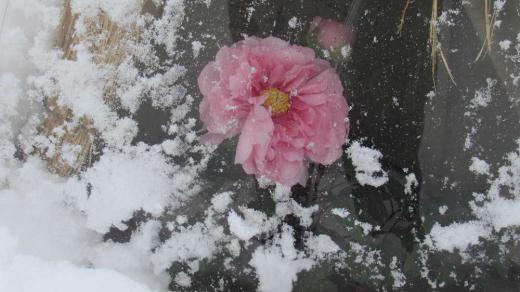 冬咲きボタン祭り ようやく峠を越したのでしょうか穏やかな朝を迎えました 連日の雪片付けで疲れ切っていますのでほっとしています 雪の風景でなく花が見たくて昨日雪の中を高畠町の冬咲きボタン祭りにでかけました 多い雪のせいか写真を撮るのも四苦八苦しながら撮った2枚です 花が透明のボードで被われ華やかな牡丹ではありません 早く自然に咲く花が見たくなりました/