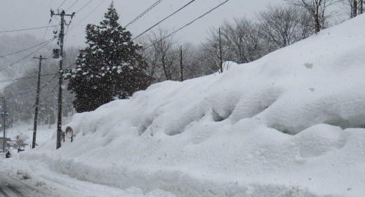 今朝も除雪機の音で目が覚めました 今日で何日目でしょうか雪が降り続いています 道路わきにも雪がカーブミラーの高さにまで高く積もり場所によっては車のすれ違いもままならない道路もあります そろそろ終わりかと思っていましたがまた来週は寒波が到来するとか 2月も半ばとなりそろそろ春の足音が聞こえてきてもよい頃ですが/
