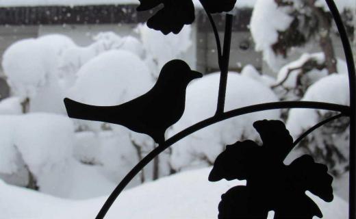 ようやく陽が射して青空も見えてきました チラチラと雪は降っていますが明日からは春に向けた天気となりそうです 庭の雪はまさに雪国のように木々を覆っています 東京の孫だったら大喜びでしょうが雪国の私たちはもう雪はたくさんとうんざりしています/
