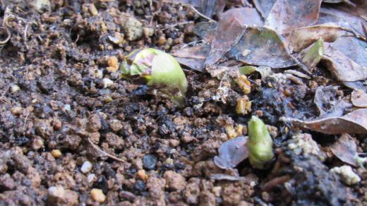 今日は弥生3月1日 庭に植えてある「福寿草」が雪の下で淡い緑色の芽を出しています 「福寿草」は春を告げる花ともいわれ花期が早春であり爽やかな黄色の花が短い茎の上に咲かせます 花は日光を花の中に集めその熱で虫を誘引していると言われ 太陽の光が当たると開き日が陰ると閉じるのです でも我が家の庭の福寿草が開花するのはまだまだ先でしょうか/