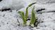 雪の中からミズバショウ 今日は春分の日です 今朝もうっ..:2025/03/20 09:00