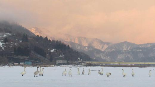 春を探しに出かけた散歩で雪の消えた田んぼに白鳥 ようやく青い空や白い雲と残雪の回りの山並みと春の兆しを感じることができるようになりました 東の山は夕日に赤く染まり雪の消えた田んぼで白鳥が餌をついばんでいました まだ北には帰っていませんでした もう少し名残の雪を楽しみたいのでしょうか/