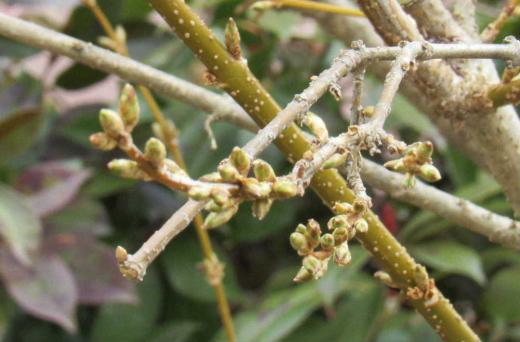 春を探しに 繁殖力が旺盛で勢い良く伸びるレンギョウの花芽がびっしりと枝についています 春一番に咲いてくれる花木で鮮やかな黄色の花が細い枝を覆うように咲いてくれます 枝は竹のように節があり節の部分を除いて中空になることからレンギョウウツギ(連翹空木)という別名もついています 咲くのが楽しみです/