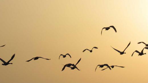 夕暮れの黄砂の空を飛ぶ白鳥 昨日の黄砂は空を黄色に染め車や屋根にわずかに降りました でも心配していたほどではありあせんでした 夕日もかすんで見えるほどの空に白鳥が隊列を組んでとんでいました まもなっく北に帰る白鳥たちです なんとなっく愛おしくなりました/