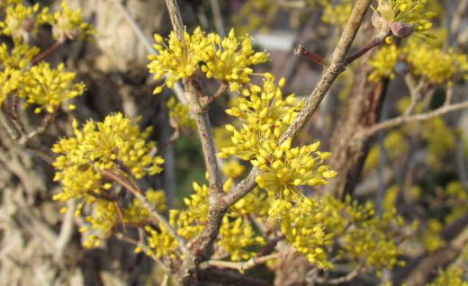 春を探しに 近所の庭の爽やかな黄色の「サンシュユ」     春一番の代表的な花「サンシュユ」漢字で書くと「山茱萸」とあまりなじみのない字です 中国が原産ですが葉が出る前に黄色の花を咲かせます 大きさは4〜5mぐらいでしょうか周りがまだ花を咲かせていないだけにとても目立つ花木です 秋にはグミのような赤い実をつけ「ハルコガネバナ」「アキサンゴ」「ヤマグミ」とも呼ばれています/