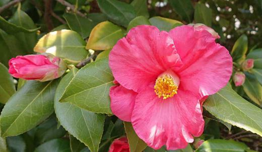 春の訪れ ツバキの花 ようやく昨日から暖かくなり下校の児童が半そで短パンで歩いていました 若いって羨ましい 散歩でツバキの花がさいているのを見つけました 暖かさに誘われて咲いたのでしょうか 日増しに春の装いが鮮やかになってきましたした /