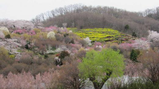写真家の秋山正太郎が「福島に桃源郷あり」と称えた福島の花見山公園 暖かさに誘われて花見にでかけました 色々な花木や草花が今を盛りと咲き乱れまさに桃源郷の装いでした 黄色 赤 ピンクなど息をのむ美しさで春を堪能してきました 車も関東方面のナンバーが多く全国k的に知られた所であることを物語っています 一日だけでは紹介しきれないので3度に分けて紹介します/