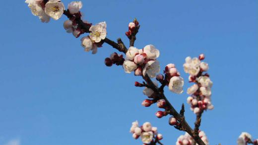 散歩途中の畑で「あんず」の花を見つけました アーモンドやモモに似た花でまだ咲き始めたばかりです 果実は熟すると甘みが生じ 種と果肉あ離れ加工せずに食べられるので幼い頃におやつ代わり食べたことを思いだします 私の生まれた実家の庭にあんずの木が植えられていたからです/
