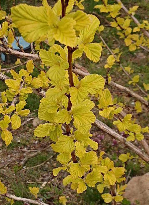 春の花のような黄色の花が咲いていると近づいてみるとなんと花ではなく葉っぱでした 不思議な黄色の葉っぱで調べてみてもなんという木であるかわかりません だれか知っている人はいませんか/