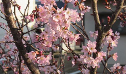 桜が開花し満開の報道もなされています 南陽市の烏帽子山公園の桜も開花が宣言されましたが桜を愛でるのももう少し時間がかかりそうです 先日知人の庭に啓翁桜が紅く色図いていますと教えていただき撮影しました 冬の白い啓翁桜もいいですが春のピンクの桜もいいですね/
