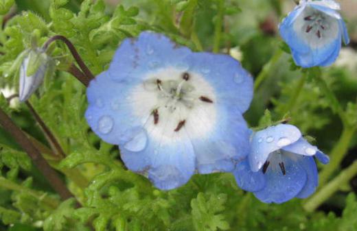 「ネモフィラ」の苗を一株購入し他の草花と一緒に寄せ植えをしました 冷たい雨に打たれながら花を咲かせています 以前見てきたひたなか海浜公園の見事な「ネモフィラ」が今も印象に残っています 広大な丘陵に咲く「ネモフィラ」と青い空が一体となり天空の丘のような風景が広がっていました/