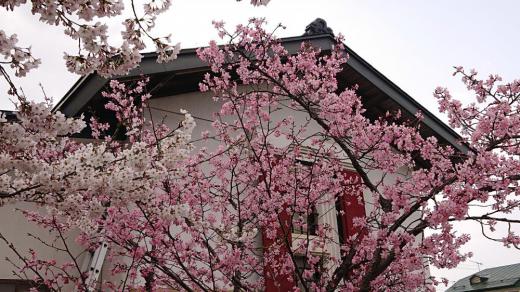 昨日から一気に暑くなり夏日に近い気温となり 街のあちこちの桜が満開となりました 白壁の蔵のそばの白とピンクの桜も満開となりました 青い空 白い壁 ピンクの桜  桜の花の下ではスイセンと共演と春一色の風景です 今日あたりが烏帽子山公園の桜も満開となりそうです 絶好のお花見日和でしょうか/