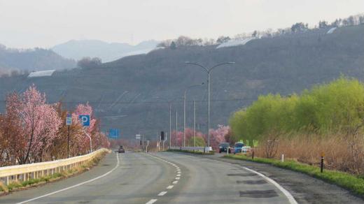 赤湯の隠れた桜の名所 国道13号線赤湯バイパス沿いに数百本の桜が植栽されており今満開に近い見事な桜街道となりました ここに植えられている桜の品種も多様で紅 ピンク 白と様々な色の桜を見ることができるので散歩で楽しませてもらっています 烏帽子山公園の桜も満開で見事ですがここはまさに赤湯の桜の隠れた名所です 散歩がてらにいかがですか 今日も良い天気です/