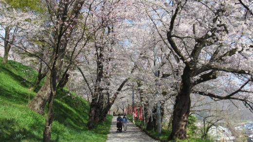 やっぱり南陽市の桜は烏帽子山公園 暖かな天気に誘われて烏帽子山公園に登りました 平日にもかかわらず多くの花見客が桜を愛でておりその美しさに心が現れるようでした ちょうどJRの新幹線が烏帽子山の北を走る時刻でしたので撮影スポットには多くの人がカメラをもって新幹線がくるのを待ち構えていました 手持ちのカメラで私も撮影してきましたのでアップします桜はやっぱり烏帽子山千本桜です/