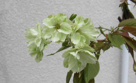 緑色の桜「御衣黄」が咲きました 何年か前にもらった御衣黄の桜はソメイヨシノから少し遅れて開花しますが今年は例年よりは早めの開花となりました  江戸時代からあった桜で「御衣黄」という名前は貴族の衣服の萌黄色に近いところかっら命名されたと言われています 花の色は黄緑色から徐々に白くなり やがて花びら全体がピンクへと次第に変わっていき 一本の木で緑 白 ピンクの共演が楽しめるとても変わった桜です/