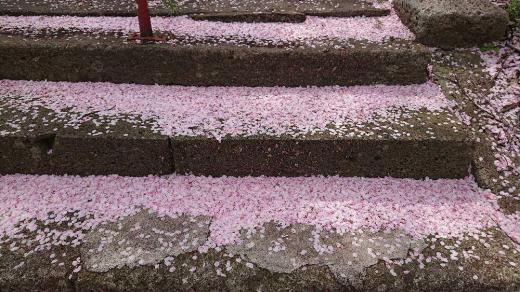 雪のように積もった桜の花びら すっかり桜の季節が過ぎ去ってしまいました 近所にある地域の神社の桜もすっかり散り神社に登る石段には雪のように花びらが積もっていました まだ北では桜の開花を伝えていますがいよいよ本悪的な花々の開花の季節がやってきます/