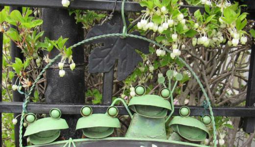 垣根のドウタンの花が咲きました 植えてから40年近くなったドウタンが風雨にさらされながら枯れもせずに毎年花を咲かせ緑の葉を茂らせ秋には真っ赤に紅葉して通る人を癒してくれています 枝も少し枯れています 幹はやつれた老木のように樹皮がボロボロになっていますが今年も小さなスズランのような形の白い花を咲かせています 秋には今年も真っ赤に紅葉するでしょうか/