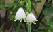 白く可愛いスズランスイセン 知人からいただいた「スズラ..:2025/04/30 09:03