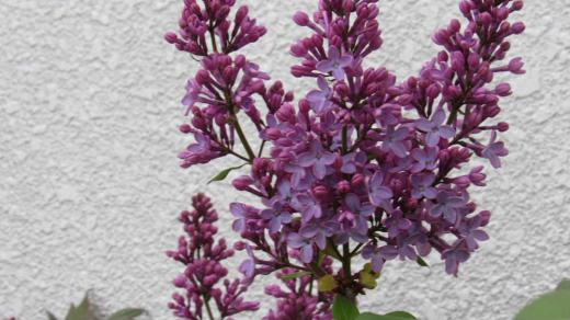 赤紫色のライラックの花がさきました 別名「リラ」と呼ばれこの花を見ると北海道と連想させてくれます 挿し木をし鉢植えにして育てていますが1メートルを超える大きさになりました 昭和20年代に「リラの花咲く頃」という歌があり「ライラック」という呼び名よりも「リラ」の方が身近に感じます 最近も北海道を舞台にした「リラの花咲くけものみち」というドラマがNHKで放映されたドラマを思い出します/