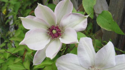 クレマチスが開花 とんがり帽子のように膨らんでいたクレマチスの花が咲きました 白と紫の2種類植えていますが紫色の花は白に圧倒されるかのようにあまり花をつけてくれません イギリスではつる性の女王ともいわれ テッセンとも呼ばれますがテッセンは中国に自生している花だそうです どんどんつるを伸ばし壁面を飾ってくれています  /