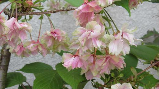 御衣黄の花が黄緑色からピンクに 4月26日の「マーちゃんの花暦」で黄緑色に咲く御衣黄の桜を紹介しましたが黄緑色から白くなり今ピンクに変り終わりを迎えようとしています 花びらも普通の桜のようにひらひらと散らずに軸を付けたままボタボタと落ちでいます 我が家も桜の季節が終わりました 明日から暑くなりそうです/