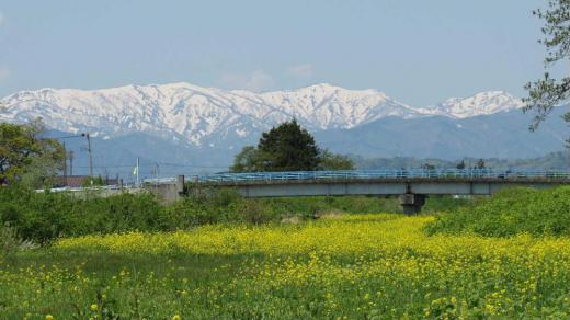 真っ白な残雪の山と菜の花 暖かな陽ざしが戻ってきました 一面の菜の花と白い残雪の山 小川が流れ小さな橋が架かっていました まさに農村の初夏を思わせる風景に思わず撮った一枚です 遠くに見える山は飯豊山でしょうか/