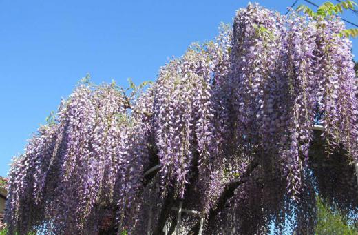 「フジ」の花が満開 鉢植えでもらったフジを地植えして40年以上は過ぎたフジの花が庭を彩っています 庭には様々な花が咲いており花の周りにはクマンバチが飛び回っています 心なしかフジの紫色が少し色あせているような気がしますが花を楽しんでいます 満開です花見にいらしてください 見せるほどではありませんが/